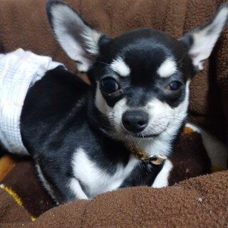 5ヶ月の無邪気なパピー、チワワの黒豆