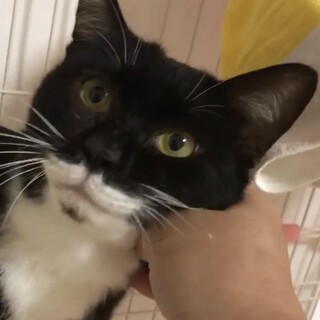 奄美大島から来た甘えん坊のココ君