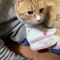人なつっこい茶トラ君！トライアル中！