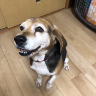 お腹見せゴロン！お散歩好きなビーグルの男の子