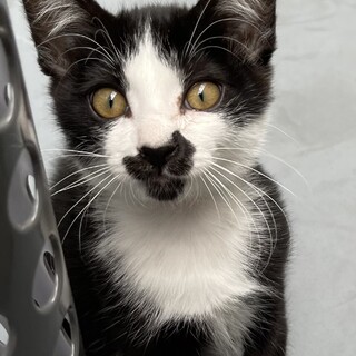 人も猫も大好き☆元気な男の子　でんかくん