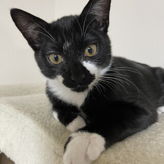 人も猫も大好き☆甘えん坊なキングくん
