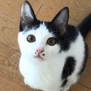 1月2日所沢譲渡会参加♪黒白のパンプ