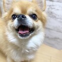 怖がりのチワワ優くん