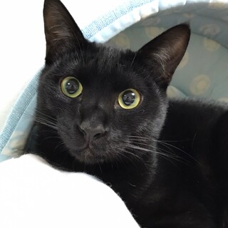 黒猫ショコラ♂