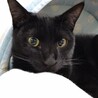 黒猫ショコラ♂ サムネイル2