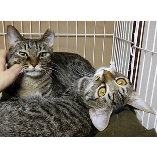 【審査の為停止中】留守番OK！仲良し親子を一緒に