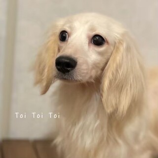 ビビりやけど人が好き、ニウの家族を募集します。