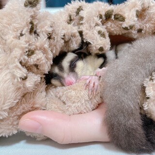 フクロモモンガ ４月生まれ　現在8ヶ月オスです　