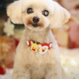 小振りのマルプー★推定８～１０歳 パル君