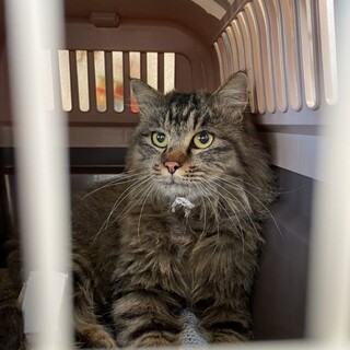 毛が長めの人なつっこい女の子