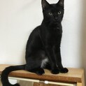 主張する猫「まんまはまずぼくにちょうだい！！」