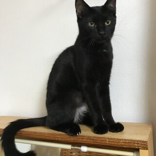 主張する猫「まんまはまずぼくにちょうだい！！」