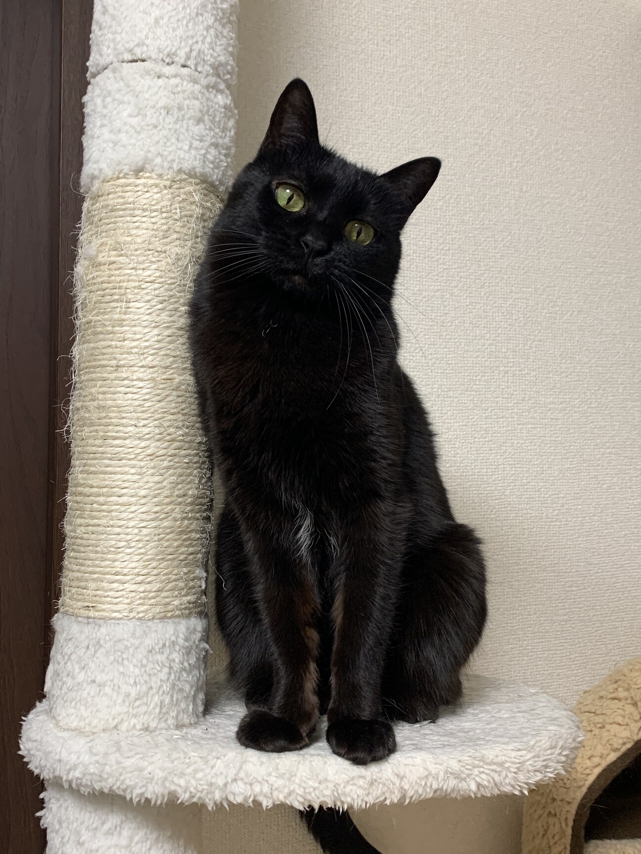 雑種♀月の輪が可愛い黒猫ちゃん」福岡県 - 猫の里親募集(398488