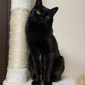 雑種♀月の輪が可愛い黒猫ちゃん