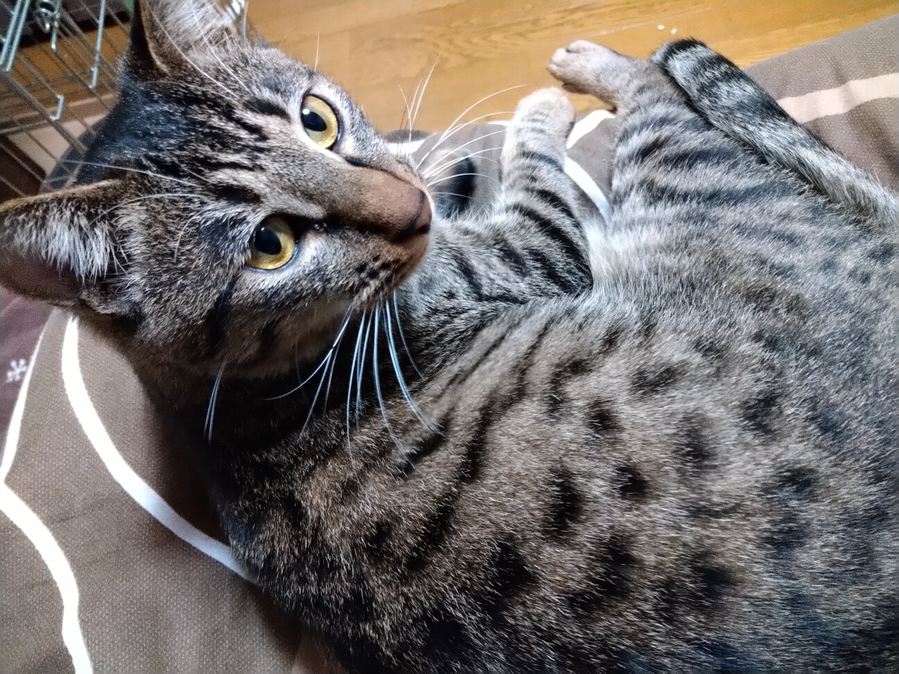 ヒョウ柄×親子猫ちゃん♡4匹A ラッキーセット♡ ヒョウ柄のイケニャン、控」兵庫県 - 猫の里親募集(378962
