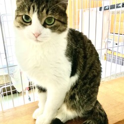 保護猫譲渡会　多摩市