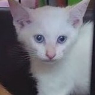ブルーアイの白猫、コマちゃん！