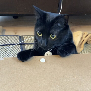 ひょっこり