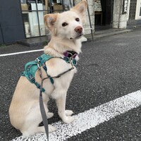 ラー子