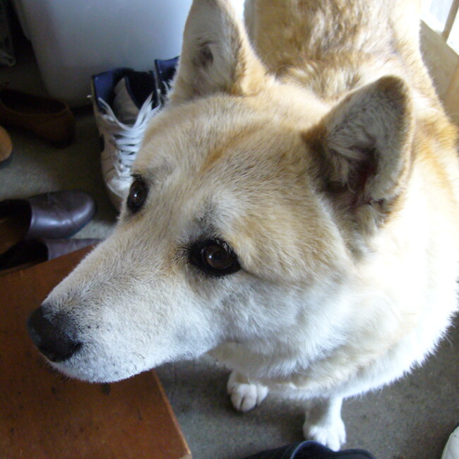 河部のカバー写真