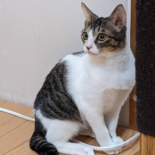 けんちゃん♡目がクリっと大きいキジ白男子