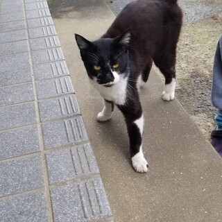 迷い猫