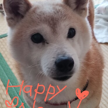 (=^・^=)U^ｪ^Uみんな❤みんなのパパママ❤今年もよろしく（＾＾）　　　葵。