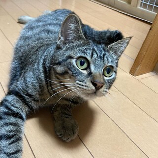 グイグイ行きます好奇心のかたまり７ケ月のふくちゃん