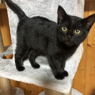 愛知県日進市原○様に決まりましたーくろすけ君です