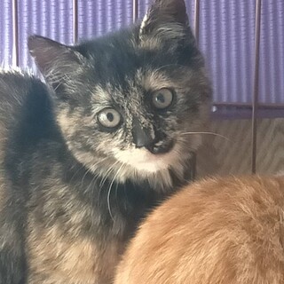 サビ子ちゃん　メス　3ヵ月