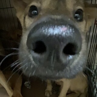 テアのずっとのおうちを探しています
