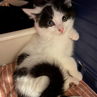 てと♂3〜4か月くらい