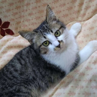 ☆～キジシロの女の子　マリちゃん～☆