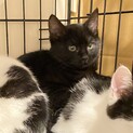 黒猫♡はな♀3〜4か月くらい