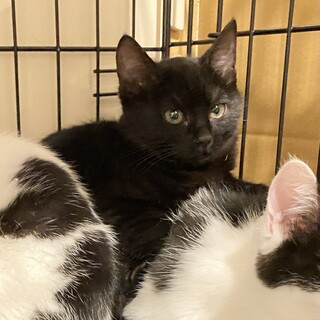 黒猫♡はな♀3〜4か月くらい