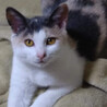 ☆～パステル三毛の桜ちゃん～☆ サムネイル2