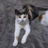 ☆～パステル三毛の桜ちゃん～☆ サムネイル3