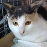 ☆～パステル三毛の桜ちゃん～☆ サムネイル7