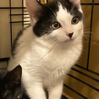 白黒ハチワレ♡るい♂3〜4か月くらい