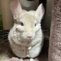 チンチラ　8ヶ月　交渉中【一旦停止】