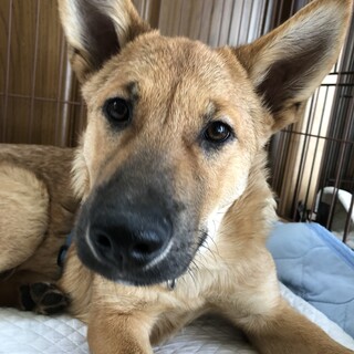 「トトロ」男の子