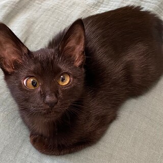 寄り目が可愛い♡もみじ♀4か月