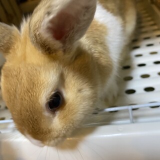 うさぎ里親募集中