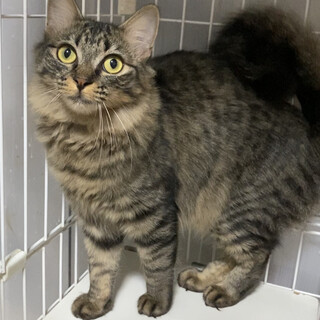 キジトラ中毛♡なごみ♀9か月くらい