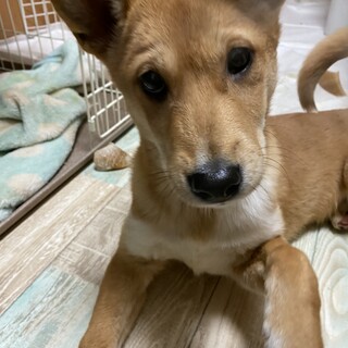 コロンのずっとのおうちを探しています