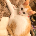 保護猫うるくん人馴れしています○