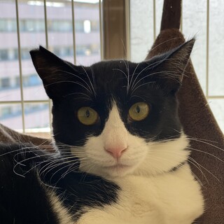 タキシード♂こねこ