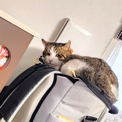 「そこ？！」サムネイル1