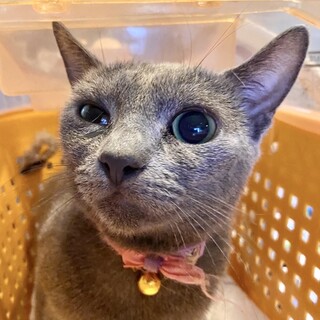 【代理募集】優しくて美しい女の子♡みーちゃん♡